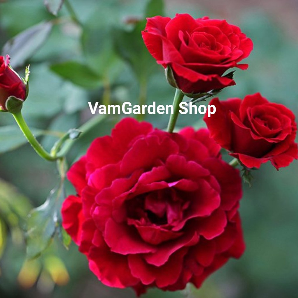 Hoa hồng Nhung Đỏ Pháp quyến rũ xinh đẹp - VamGarden Shop