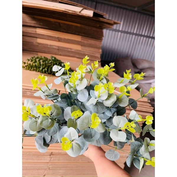 CỤM LÁ TÁO 16 NHÁNH HÀNG ĐẸP BÓNG LÁ