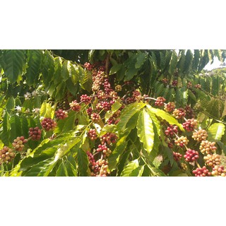 [Dùng thử] 25 gr Cà Phê Dùng Thử 0đ 1800 BEANS