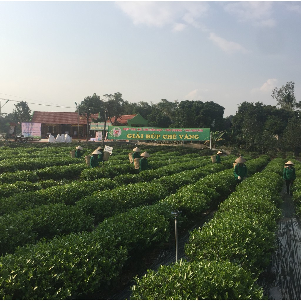 Trà Đinh Đinh Hảo Hạn Xuất khẩu 100g- tiêu chuẩn VietGAP-TT-14-03-19-0006