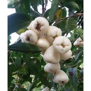 Cây giống Mận Roi Trắng sữa. [ Siêu trái ]. [ RẺ HƠN HOÀN TIỀN ]
