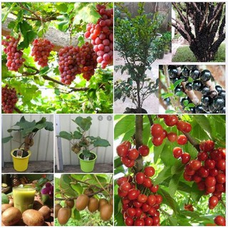 Bộ 4 gói hạt giống cây ăn trái_ (nho thân gỗ_cherry_kiwi_nho leo pháp )_tặng gói kích mầm