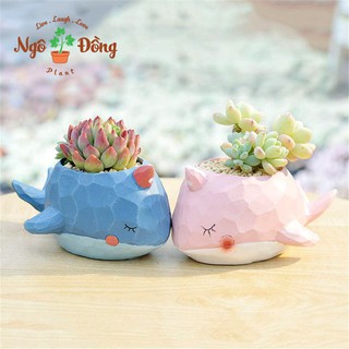 Chậu Trồng Cây Để Bàn Hình Cá Voi Trang Trí Văn Phòng Cây Cảnh Mini Sen Đá Xương Rồng