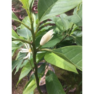Cây hoa ngọc lan choai, đang có hoa