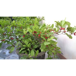 Cây giống thần kỳ làm biến đổi vị giác