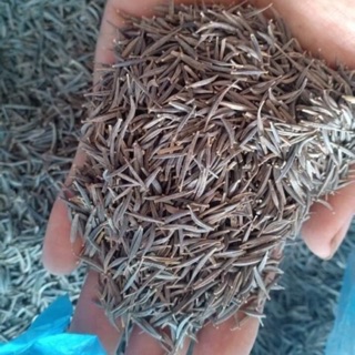 1 LẠNG HẠT GIỐNG HOA SAO NHÁI