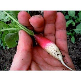  Hạt Giống Củ Cải Đỏ Dài - Gói 2 Gram