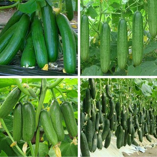 HẠT GIỐNG DƯA CHUỘT CHÙM