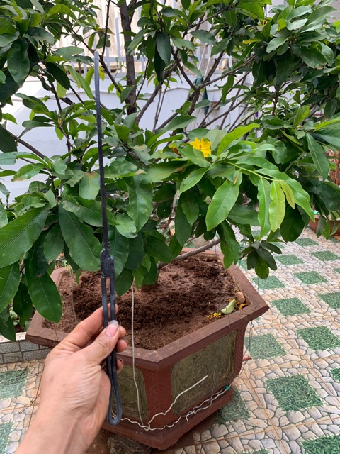 Cu Liêm Cỡ Nhỏ giật cành, hái trái cây....
