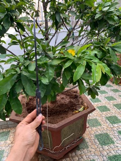 Cu Liêm Cỡ Nhỏ giật cành, hái trái cây....