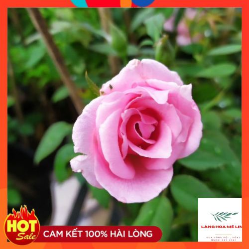 HOA HỒNG PHẤN NỮ HOÀNG- kháng chịu sâu bệnh tốt , sai hoa,lâu tàn.