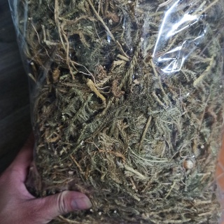 Cây thông đất khô [1KG] Hàng sạch đẹp