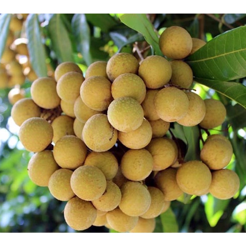 [NOWSHIP]  Nhãn bắc cơm dày, ngọt thơm (1kg-3kg)