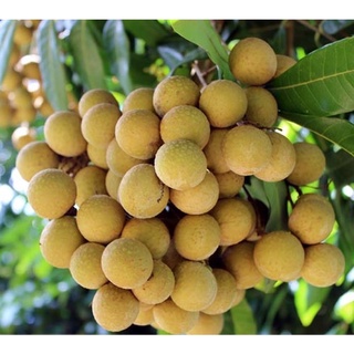 Nhãn bắc cơm dày, ngọt thơm