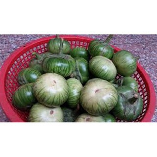 Hạt giống Cà Bát Xanh Sọc Lem_Cà Tròn To Da Ếch cao sản Phú Điền