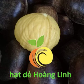 Hạt dẻ tươi - giá sỉ hcm - cam kết tươi - mới