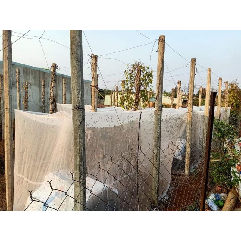 Mùng nuôi ruồi lính đen 322