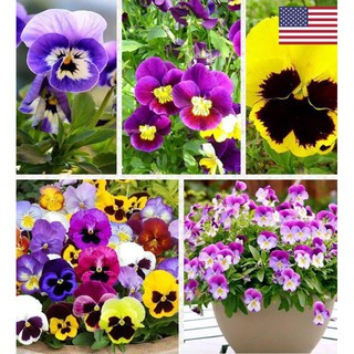 Hạt giống hoa pansy nhiều màu 50 hạt (TẶNG gói kích thích hạt nảy mầm)