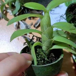 Phi điệp thân nù