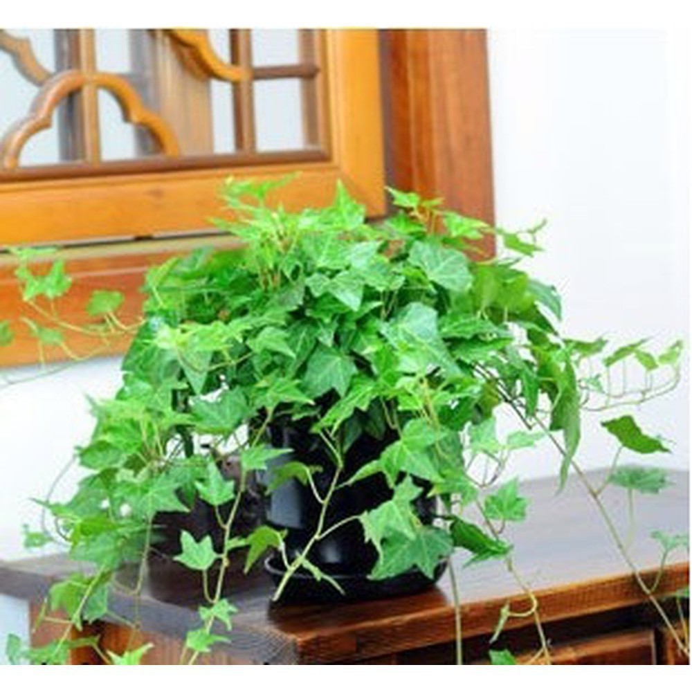 Hạt Giống Dây Thường Xuân  - DÂY LEO XANH QUANH NĂM TÊT SALE ĐỒNG GIÁ SHOP MỚI