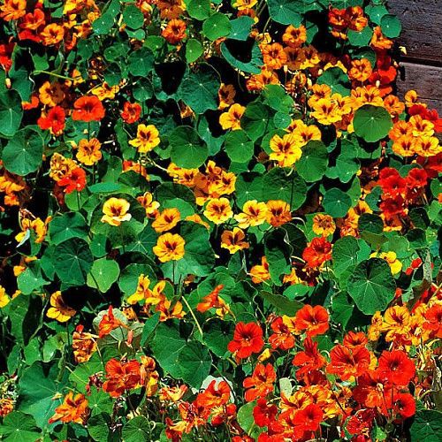 hạt giống hoa sen cạn (tỉ lệ lên 95%)