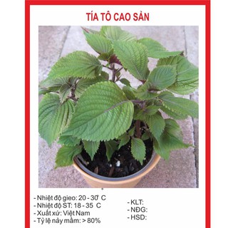 Sale sập sàn Hạt Giống Tía Tô Cao Sản 2gr chất lượng cao