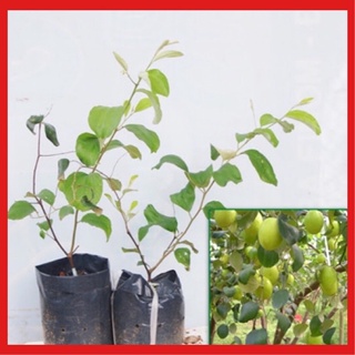 Cây táo đại ngọt quả to, thơm ngon năng suất cao