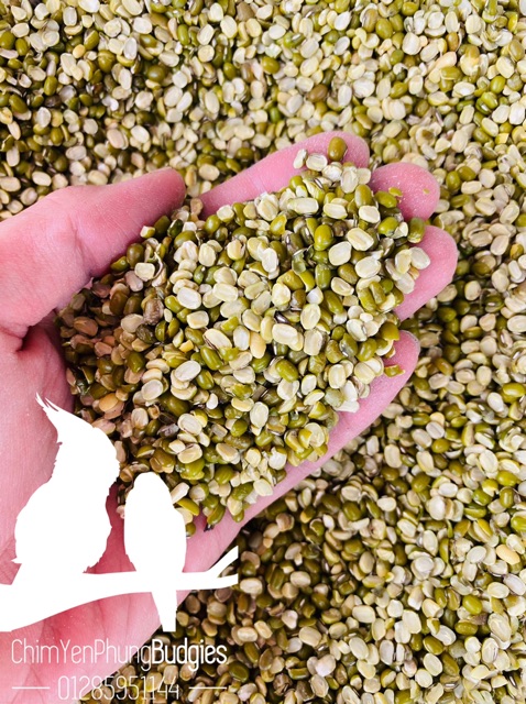 1KG ĐẬU XANH BỂ ĐÔI nguyên liệu làm bánh, nấu chè.