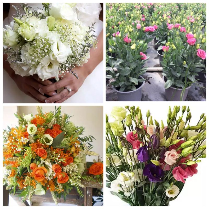 [Chậu 3 cây] Hoa Cát tường chơi tết