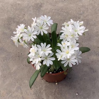 Cây hoa lộ vy(2 cây)
