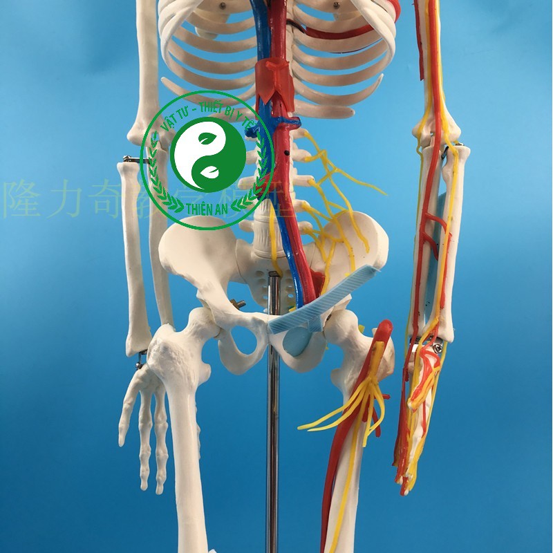 Mô hình xương người cao 85cm- Mô tả đầy đủ đường đi của mạch máu và thần kinh