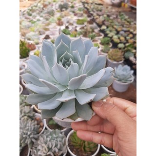 Sen đá ngọc trinh🌵size10cm🌵size trung 🌵sen đà lat🌵thuấn sứ nóng🌵freeship🌵1 đổi 1
