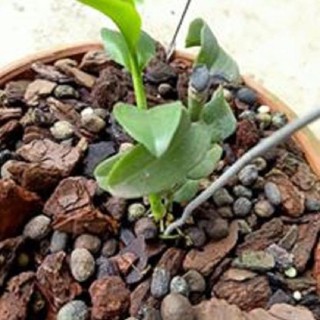 Hoa lan phi điệp - 5ct  củ chi  ( cây cao 17cm,cắt khúc cây mẹ)