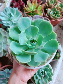 Chậu sen đá xanh đất