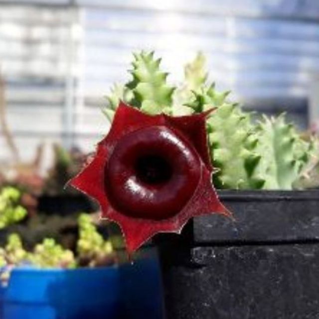 Sao biển Huernia hybrid "Korat crimson"