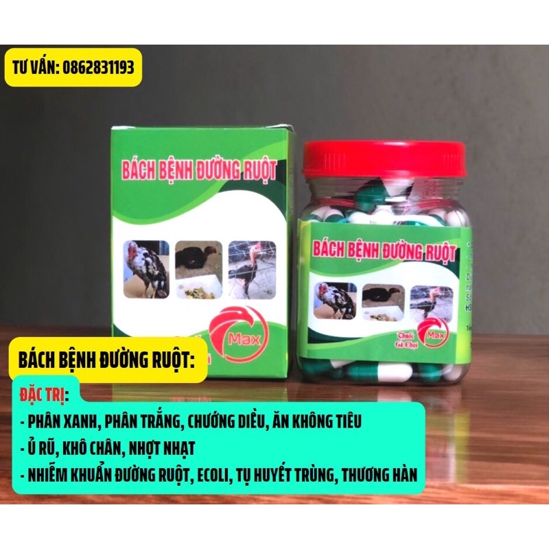 GÀ CHỌI - Bách bệnh đường ruột