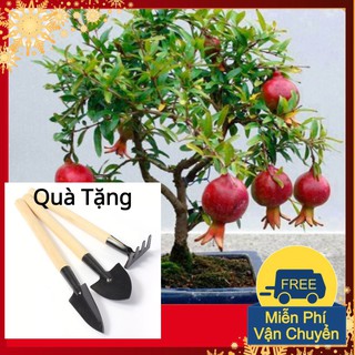 Hạt Giống Cây Lựu Lùn Tặng Bộ Dụng Cụ Mini Trồng Cây Tặng Bộ Dụng Cụ Mini Trồng Cây