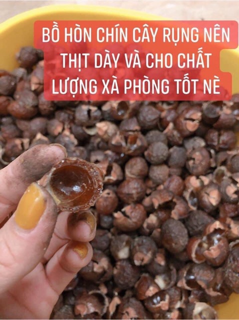 Bồ hòn loại 1 già quả giàu saponin (chưa tách hạt)