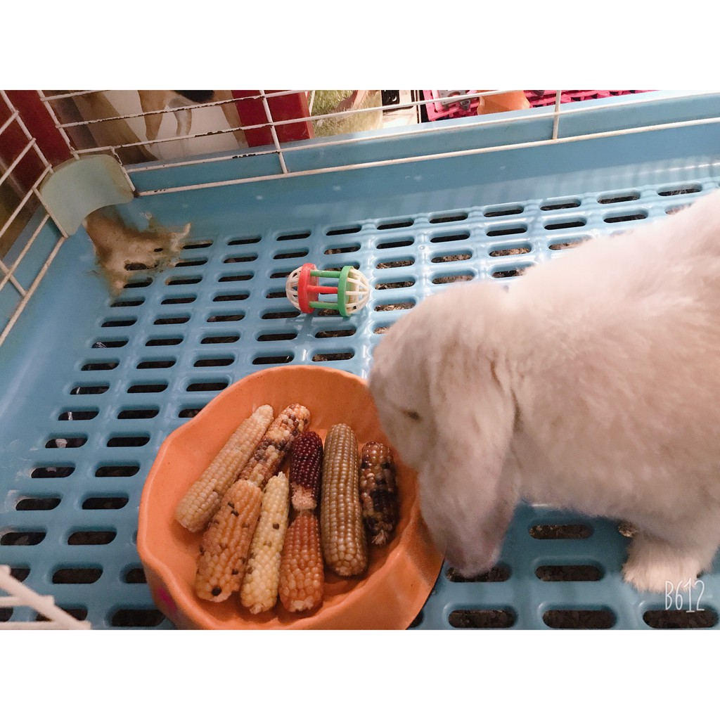 [ 1 TẶNG 1 ] bắp ngọt YEE mài răng siêu tốt dành cho hamster /sóc /thỏ /bọ /chinchila