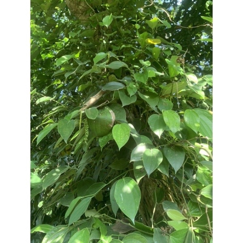 Tiêu đen loại 100g