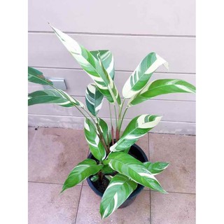 [FREESHIP - Xả Khô Máu] Cây chuối mỏ két (chuối thiên điểu) lá cẩm thạch