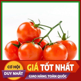 Hạt giống Cà Chua Bi