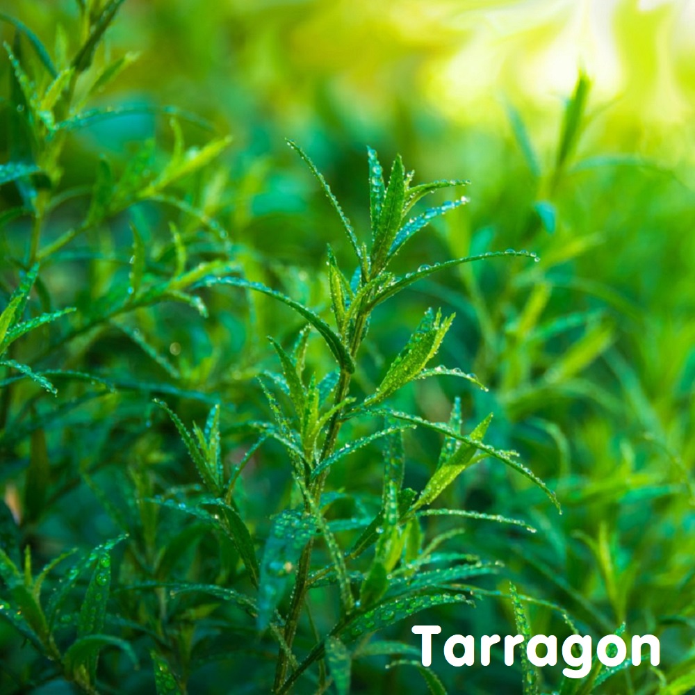 Tinh dầu Ngải giấm Tarragon Essential Oil (Estragon)
