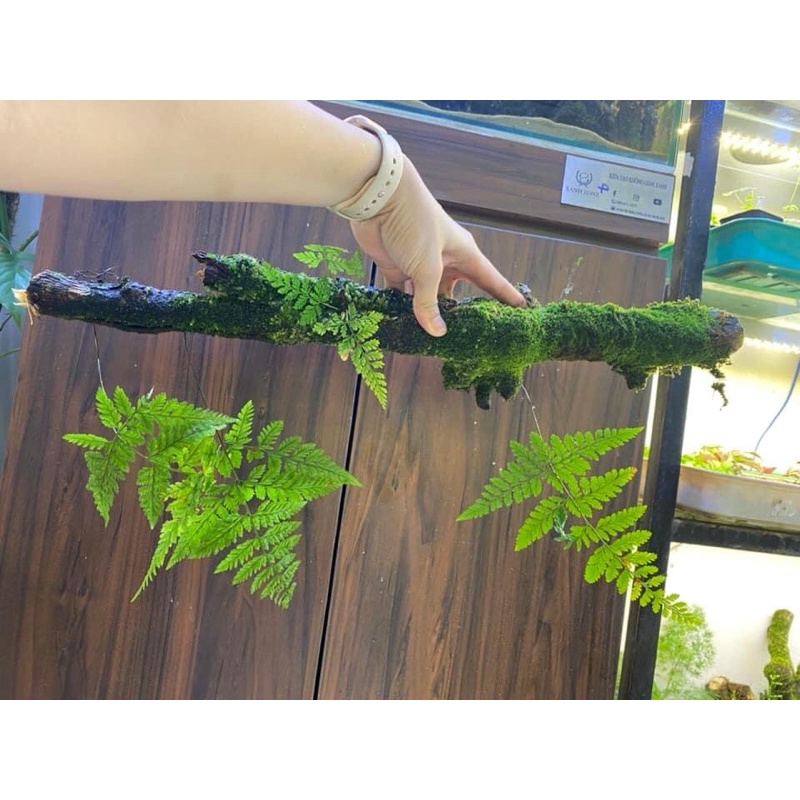 Lũa gỗ bám rêu và lan siêu đẹp set terrarium, bán cạn, hồ cá non bộ