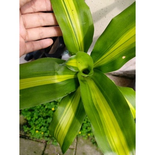 Cây Phát Tài lá sọc 25cm