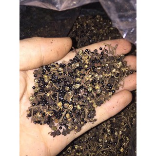 Hạt Mắc Khén 500g (chuẩn Tây Bắc)