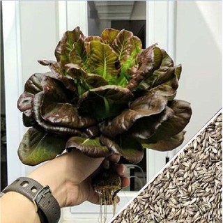 Hạt giống xà lách romaine đỏ 0,2gr