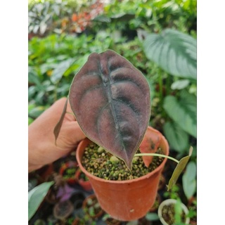 cây giống Alocasia cuprea