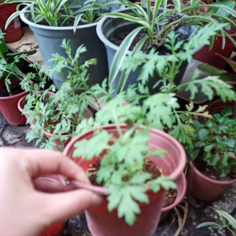 Chậu cây giống Ngải Cứu