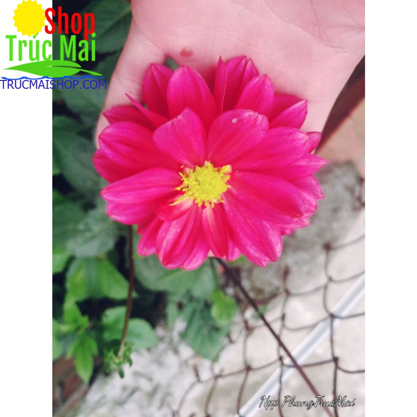 Giống hoa thược dược màu đỏ  cánh kép